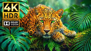 AMAZING WILD ANIMALS Dolby Vision HDR 4K 120 FPS | Experience The Ultra-smooth for OLED &amp; QLED TVs