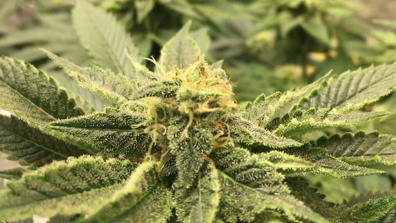 Frosty stinky weed. Day 45 flower 