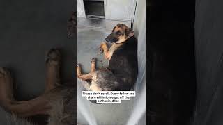 #dogs #rescuedogs #viral #follow #likeme #usa #uk #travel #europe #canada #australia