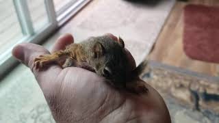 RESCUE TWO BABY SQUIRRELS