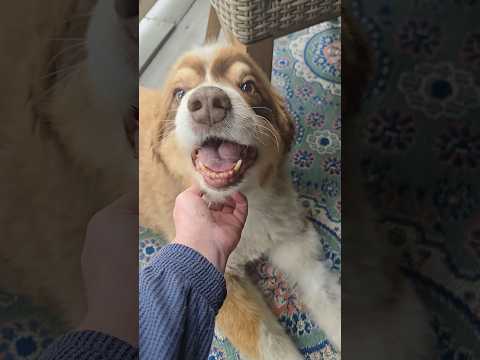 My Sister's Dog Buster
