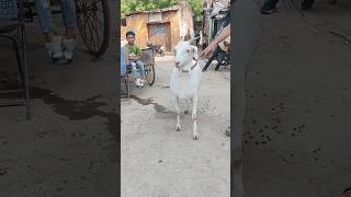 Racing Super Active Bakra. For Sale.