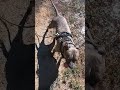 Lucy finds a puddle!!