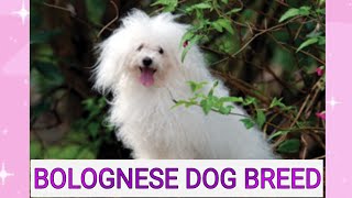 BOLOGNESE DOG BREED, EASY GOING, LOVING, PLAYFUL,  CUTEST DOGS, ANIMALS LOVERS,  MUST WATCH VIDEO by Royal Sisters Nature ♡ 52 views 1 year ago 1 minute, 57 seconds