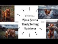 OWNING A DOG - TOLLER / Nova Scotia Duck Tolling Retriever の動画、YouTube動画。