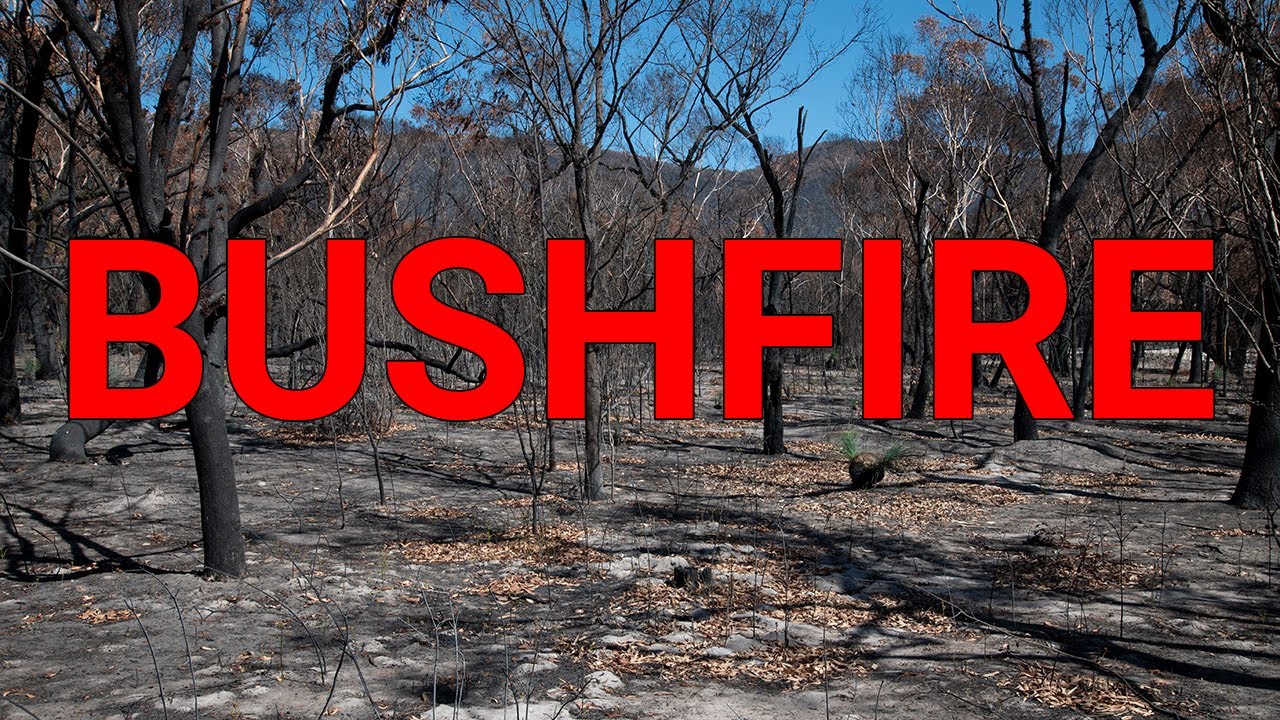 Bushfire burnt through my property recently: What will happen to all the insects?