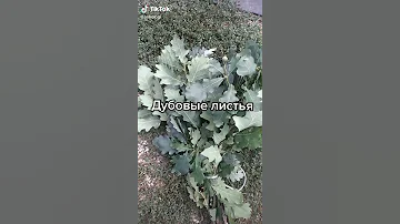 Дубовые листья 🍁🍁🍁 Польза🍁🍁🍁 Народная Медицина 🍁🍁🍁 #shorts