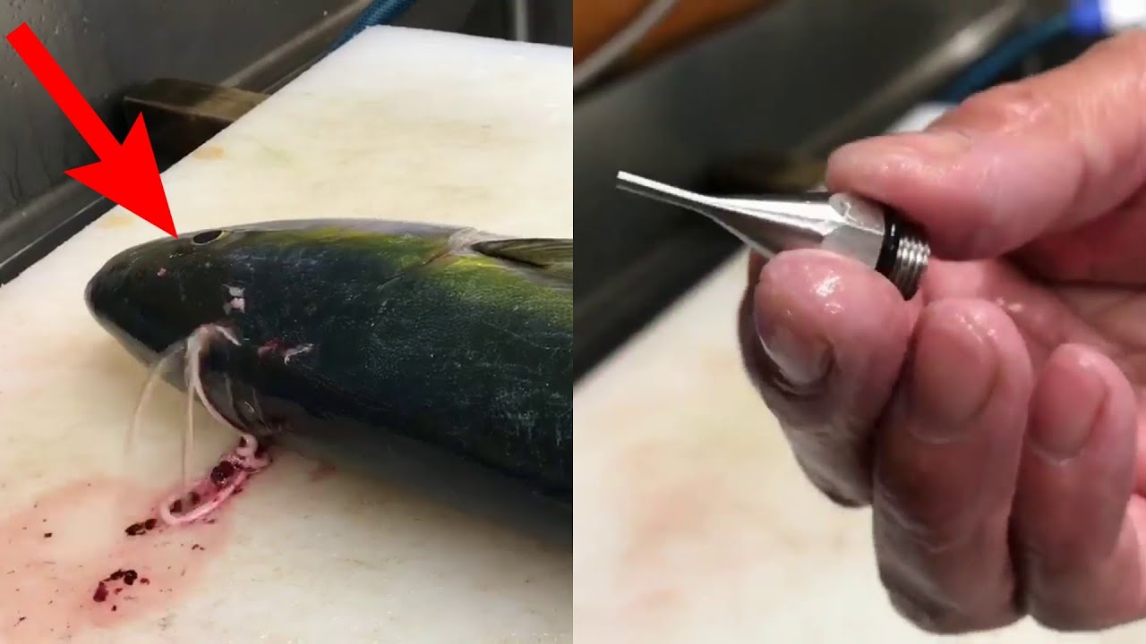 Best Method For Tastier Fish (Ike Jime)  Watch Ikejime Cleaning Nerves 