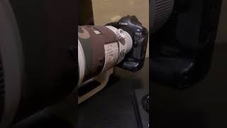 #shirts Little and Large - Canon 1ds   500mm f4 and 600mm f4