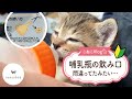 どうやら哺乳瓶の使い方が違ったみたい～子猫の成長記録～【子猫〈保護猫〉】★～Kitten growth record～