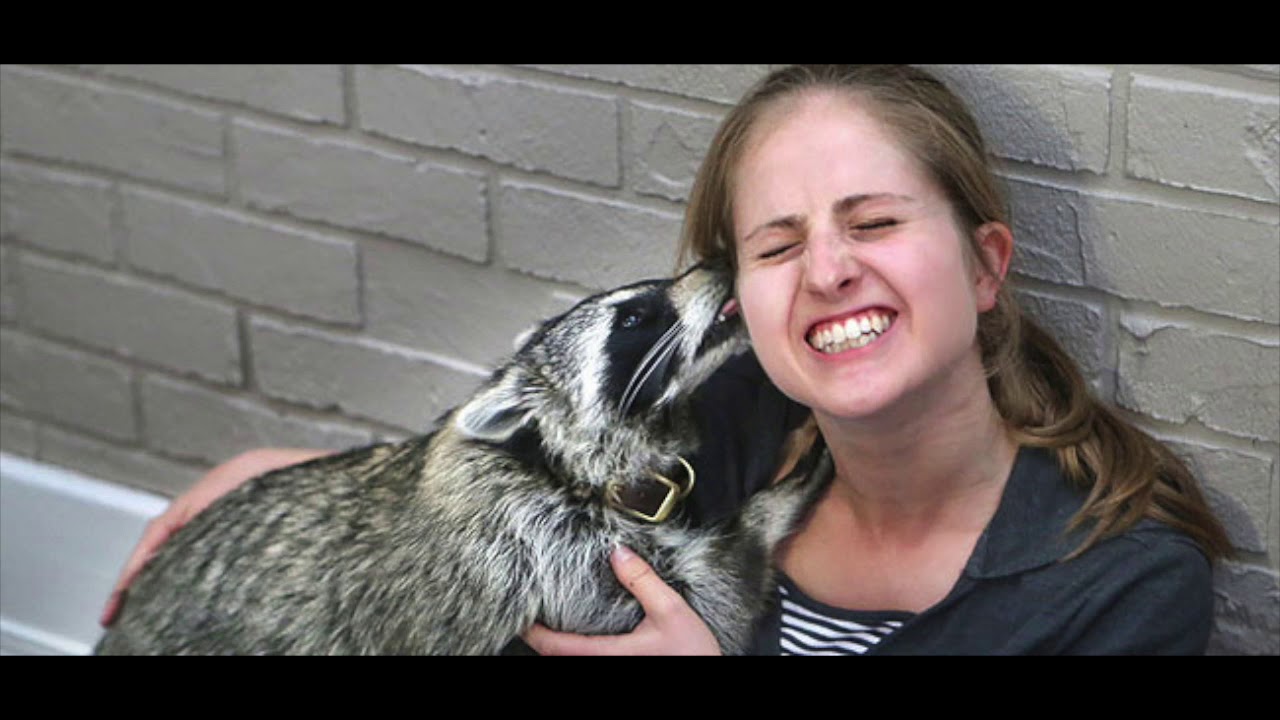 my raccoon died- RIP Conrad - YouTube