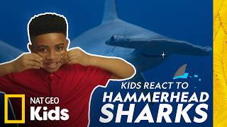 kids react hammerhead sharks nat geo kids