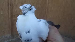 Узбекские голуби это шедевр голубеводства!