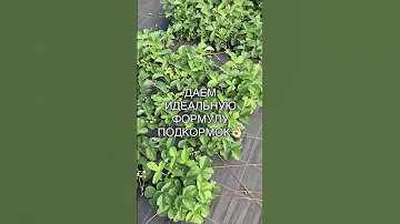 Подкормки земляники садовой (клубники). Как получить большой урожай земляники садовой (клубники).