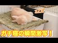 うさぎがガチ寝する瞬間を激写！！可愛くて面白いwww