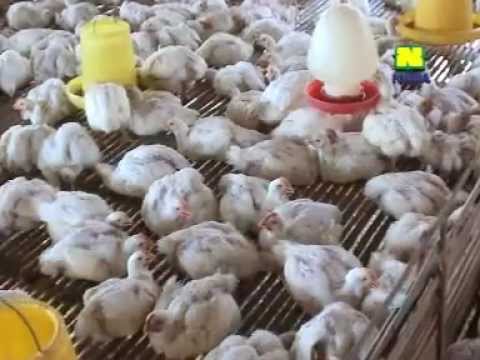 TEKNIS MUDAH TERNAK AYAM BROILER / PEDAGING - JATENG - YouTube