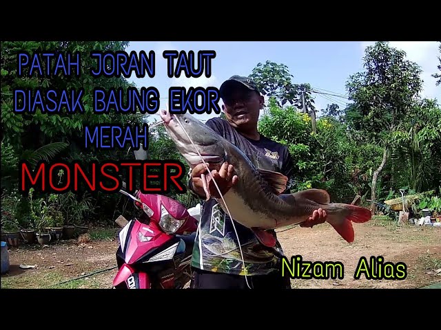 PATAH JORAN TAUT DIASAK BAUNG EKOR MERAH MONSTER