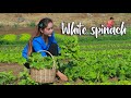 The recipe from white spinach || How spinach is cooked in easy way for yummy taste