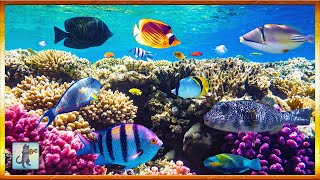 2 Hours of Beautiful Coral Reef Fish 🐠 Relaxing Ocean Fish \& Stunning Aquarium Relax Music