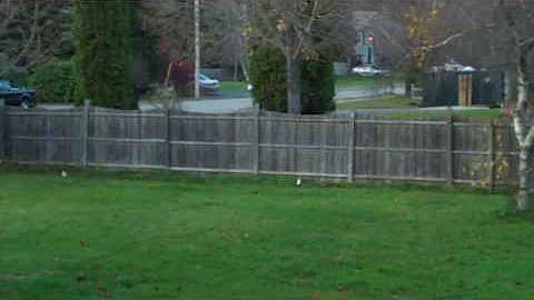 Cassie goes for a walk