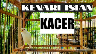 Kenari Isian Kacer || suara jernih. cocok untuk masteran