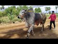 Beast  veerasimha rk gari junior bulls vetapalem