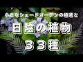 【シェードガーデン】小さなシェードガーデンの植栽と日陰の植物33種✴︎日陰のガーデニングが楽しくなる花も葉も美しい宿根草や低木をご紹介します♪