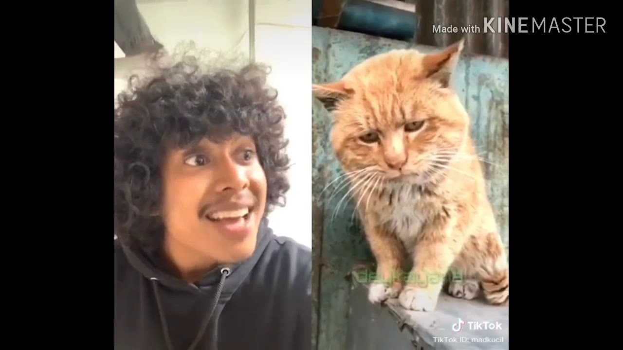 Viral.kucing" lucu tik tok 