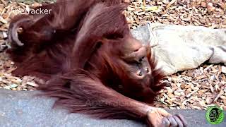 Sumatran Orangutan Family Chester Zoo