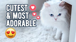 9 Interesting Facts About Persian Cats - Encyclopedia About Animals