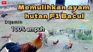 trik terbaru 2023-proses cara memulihka ayam hutan F1 yg bacul-kalah dilokasi
