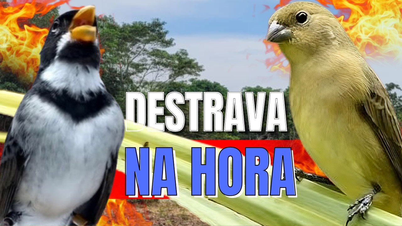 ESQUENTAR COLEIRO TUI TUI COM ESQUENTAR COLEIRO/ESQUENTAR COLEIRO TUI TUI/ESQUENTAR COLEIRO TUI TUI