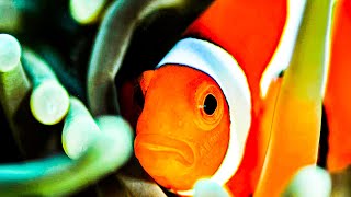 Beautiful Oceans Relaxation - 10 minutes - Ep 1
This relaxing video of beautiful oceans and sea wildlife is the perfect way to relax and unwind. Not only is it a calming sight to watch, but the sound of the relaxing music can also help reduce tension and stress. Watching this video can help you feel more centered, relaxed, and at ease as you take a journey through the beauty of the ocean.
Let your mind drift away and relax as you take in the beauty of the ocean.
Relaxation can have many health benefits including reducing stress, anxiety, and even physical pain. It can also improve your mood, help you focus, and even lead to better sleep.
Here are some benefits of watching this beautiful ocean relaxation video:
1. Reduce Stress: Watching beautiful ocean relaxation videos can help reduce stress and tension by calming the mind and promoting relaxation. It can be a great way to relax and de-stress after a long day or week. Unlike mainstream entertainment, these videos are stimulating just enough to keep you engaged, but not enough to cause more tension and exhaustion.
2. Improve Focus: Watching beautiful ocean relaxation videos can help improve focus and concentration. The repetitive motion of the waves and the sound of the water can help to clear the mind and focus on the present moment.
3. Promote Creativity: Watching beautiful ocean relaxation videos can help to spark creativity and inspire new ideas. The calming effect of watching water can help to open up the creative pathways in the mind, allowing for new and creative solutions to arise.
4. Improve Sleep: Watching beautiful ocean relaxation videos can help to promote better sleep by calming the mind and allowing the body to enter a relaxed state. This can help reduce insomnia and improve overall sleep quality.
5. Increase Happiness: Watching these videos can also help to increase happiness and positive emotions. This can be achieved by the calming effects of the water and the sense of peacefulness it can bring.
Take some time for yourself today and enjoy this relaxation video. Let the beauty of the ocean and the calming music take you away.
Here are some ways to relax while watching this video:
1. Take Deep Breaths - Taking deep breaths can help you relax by allowing more oxygen to reach your brain. This can help to reduce stress and anxiety.
2. Practice Progressive Muscle Relaxation - Progressive muscle relaxation (PMR) is a technique that helps you become aware of how tense your muscles are, and then helps to systematically relax them.
3. Exercise - Exercise can be an effective way to reduce stress and tension. It can also help to boost your mood and give you a sense of accomplishment.
4. Listen to Relaxing Music - Listening to music is a great way to relax and reduce stress. Choose calming music to help you relax and unwind.
5. Connect with Nature - Taking a walk outdoors can help to reduce stress and anxiety. Enjoying nature can help to calm your mind and body.
6. Practice Mindfulness - Mindfulness is a form of meditation that helps you to become more aware of the present moment. Practice mindfulness to help relax your mind and body.
7. Take a Hot Bath - Taking a hot bath can help to relax your body and reduce stress. Add some essential oils to the water to help promote relaxation.
And the best part? You can engage in each of these activities while watching this video. But don’t drop your phone into your bathtub! 😊
The 10-minute length makes it perfect for busy people who want to relax, but dont have much time to experience the stress relief that naturally comes from observing the beauty of our planet.
We hope you enjoy!
This relaxing video is in 4k, so its suitable for big screens, and you can see the beautiful details that youd miss otherwise.
#beautifulnature #relaxation #meditation Beautiful Oceans Relaxation - 10 minutes - Ep 1