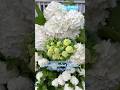 From Green to White | European Snowball Viburnum in Blooming Grace#garden #flowers #floweringshrubs