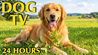 🔴24 Hours of Dog TV🎵🐶Calming Music for Dog Sleep🐾🩷Soothing Music to Ease Dog Stress & Anxiety screenshot 4