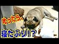 《超ブサかわパグ動画》 うちのパグ 叱ったら寝たふりをするんです(笑)『おまめ日記』