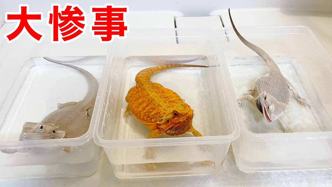 これ見たらフトアゴ３匹風呂に入れる大変さがわかります。【フトアゴヒゲトカゲ｜温浴】