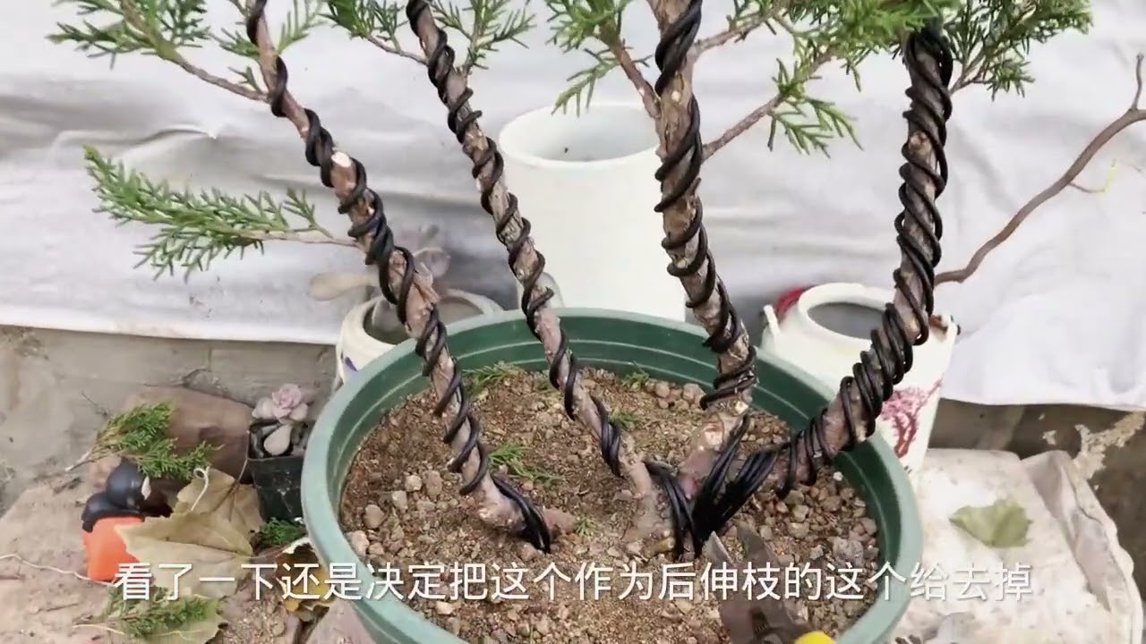 修剪一棵二十米的真柏素材，看看最后的造型，能否让它价值翻倍