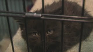 Flashback Friday: Black cat sales in 1993