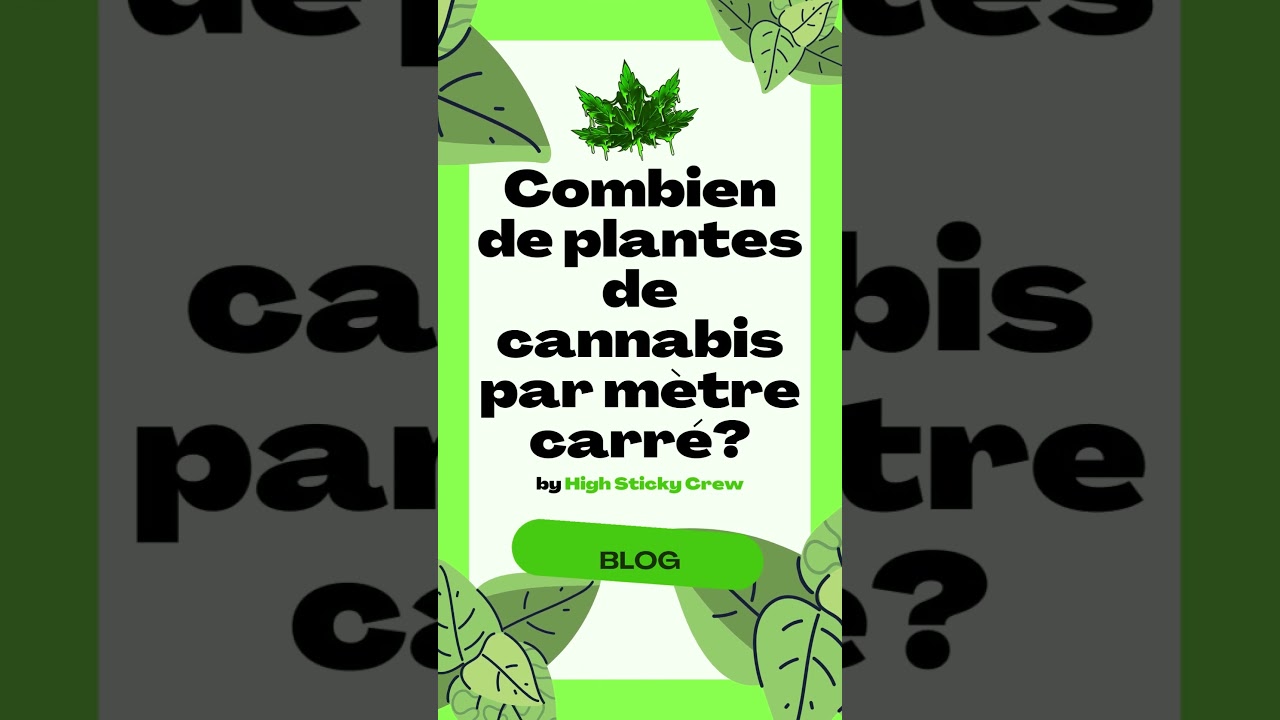 Combien de plantes de cannabis par mètre carré?