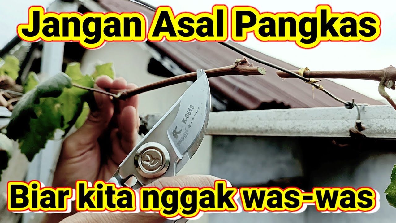 Jangan salah memangkas Anggur Everest agar berbuah lebat