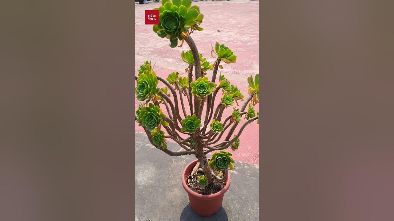 Irish Rose / Aeonium Arboreum #plants #shorts #gardening #flowers #2024 ...