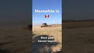 Canola Harvest in Manitoba is rolling! #canolaoil #canolaharvest #farmers #newholland