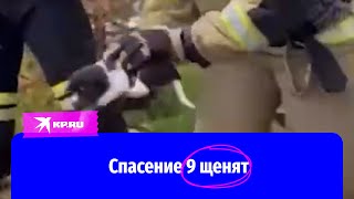 Пожарные спасли 9 щенят в Новом Уренгое