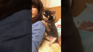 Puppy Watches Television with Pet Parent