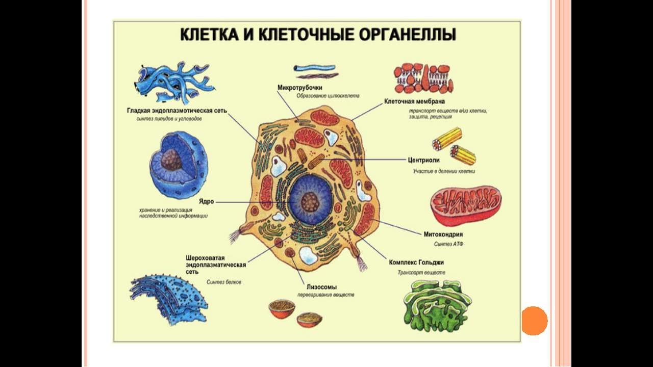 Виды Клеток Фото