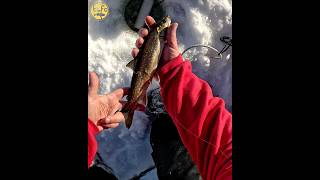 Hole hopping splake. #fishing #trout #icefishing #minnesota #stockedtrout