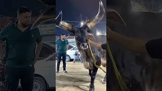 Khatarnak qisam ka janwar jisko deak kar bi dar lagta ha #shorts #viral #fypシ゚viral #bakraeid2026