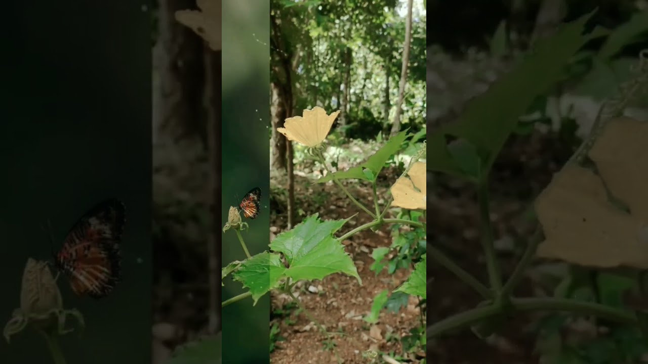 new butterfly 🦋 photo edit 2024 ka . please subscribe my channel ..