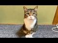 ささみを与えると元飼い主のことを少しだけ思い出す実家猫...